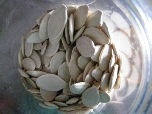 Тыква выращивание хранение. Как правильно заготовить семена тыквы для посадки?