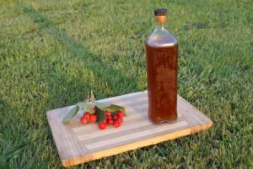 Как подсушить боярышник. Заготавливаем боярышник по правилам: сушка, хранение 11