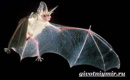Летучие мыши масса. Особенности и среда обитания летучей мыши