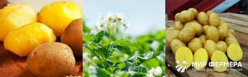 Сорт картофеля Гала: фото и описание