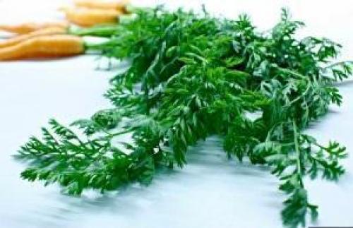 Вяленая морковь в сушилке. Польза или вред?