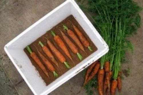 Как хранить морковь на зиму в погребе. Как хранить морковь в подвале дома или погребе?