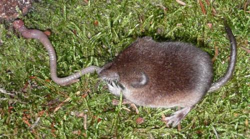 Землеройка обыкновенная. Бурозубка: описание жизненного цикла карликового грызуна