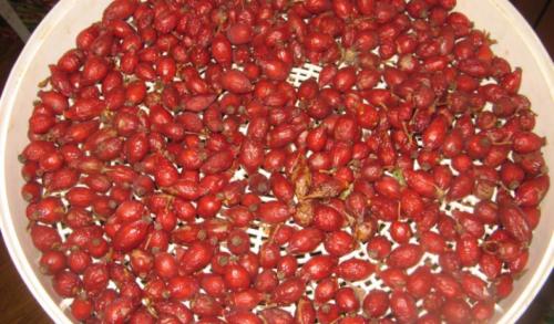 Как засушить шиповник в духовке. Как сушить шиповник дома?