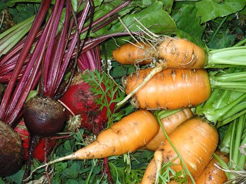 Как хранить морковь и свеклу. Как правильно хранить свеклу и морковь?