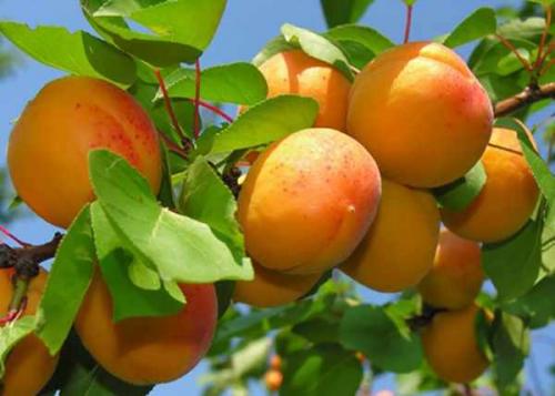 Как сушить абрикосы в духовке с конвекцией. Сушить абрикосы в духовке