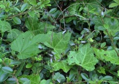 Есть ли крылья у рыжего муравья. Откуда берутся муравьи с крыльями 02 Есть ли крылья у рыжего муравья. Откуда берутся муравьи с крыльями 02