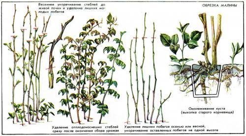 Обрезка обычной малины осенью. Обрезка ремонтантной малины осенью для начинающих: шаги поэтапно