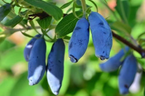 Чего боятся тараканы народные средства. Чего боятся тараканы — то и нужно применять в первую очередь