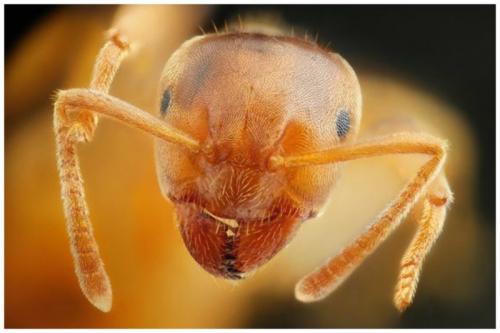 Есть ли крылья у рыжего муравья. Откуда берутся муравьи с крыльями 12 Есть ли крылья у рыжего муравья. Откуда берутся муравьи с крыльями 12