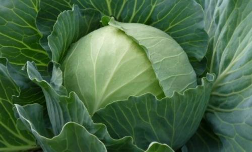 Сбор белокочанной капусты. Как понять, что пора проводить сбор урожая белокочанной капусты