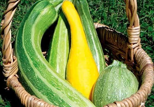 Как хранить нарезанные кабачки. Как дольше сохранить свежими кабачки зимой в домашних условиях