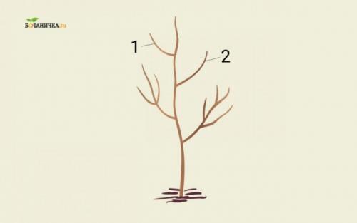 Формирование кроны яблони схема. Повторные обрезки юного дерева – формирование кроны яблони