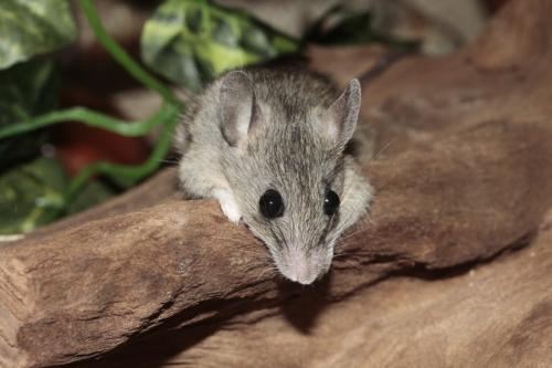 Виды мышей. Мышь: обзор видов, питание и быт, способ жизни мышей (93 фото)