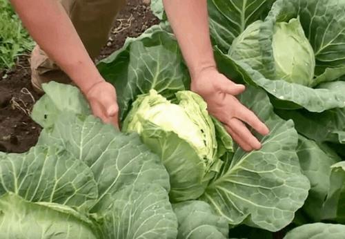 Сбор белокочанной капусты. Как понять, что пора проводить сбор урожая белокочанной капусты