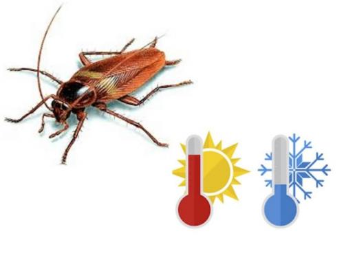 Чего боятся тараканы народные средства. Чего боятся тараканы — то и нужно применять в первую очередь