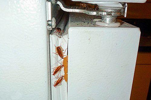 Как избавиться от тараканов навсегда в квартире в домашних условиях: 5 лучших способов +Видео