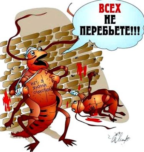 Как вывести тараканов из квартиры навсегда народными средствами. Эффективные средства от тараканов 04