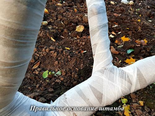 Формирование кроны яблони схема. Повторные обрезки юного дерева – формирование кроны яблони 03