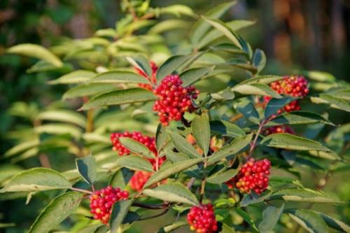 Чего боятся тараканы народные средства. Чего боятся тараканы — то и нужно применять в первую очередь