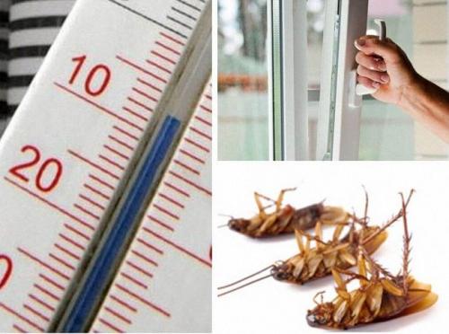 Как избавиться от тараканов в домашних условиях