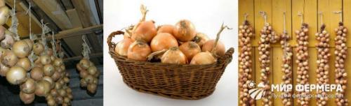 Условия хранения лука. Как хранить лук зимой