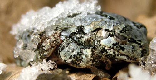 Лесная мышь впадает в спячку. Топ-10 животных, впадающих в спячку