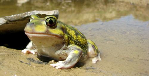 Лесная мышь впадает в спячку. Топ-10 животных, впадающих в спячку