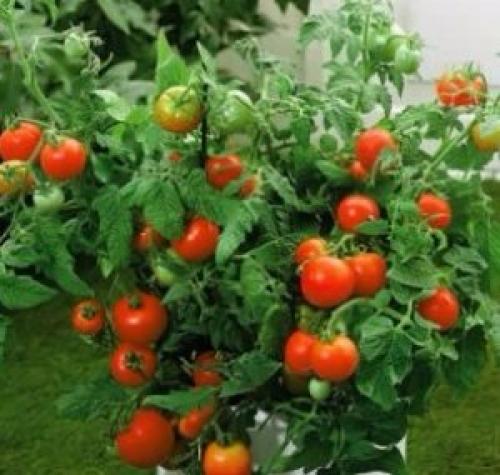 Томат Ляна когда сажать. Особенности сорта Ляна