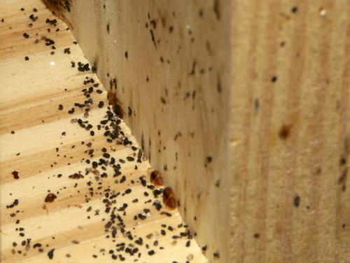 Откуда берутся клопы в частном доме. Откуда в доме берутся клопы и как правильно от них избавляться?