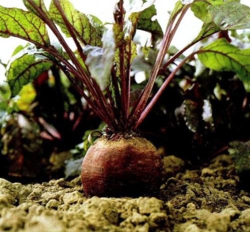 Уборка свеклы и моркови сроки. Когда выкапывать морковь и свеклу?