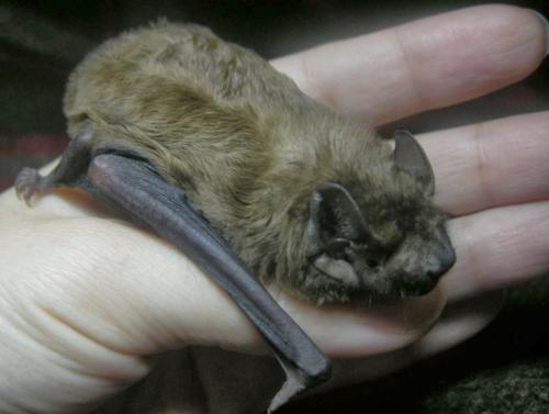 Виды мышей. Мышь: обзор видов, питание и быт, способ жизни мышей (93 фото)