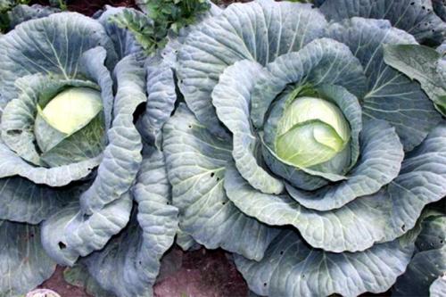 Сроки уборки капусты Мегатон. Описание сорта капусты Мегатон – посадка и уход, фото, отзывы