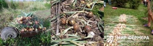 Условия хранения лука. Как хранить лук зимой