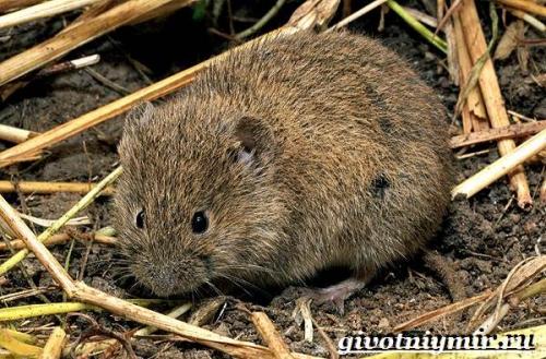 Полевка, что ест. Особенности и среда обитания полевки