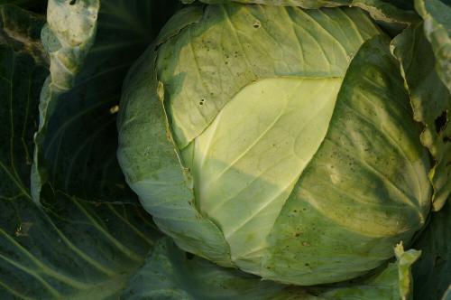Сбор белокочанной капусты. Как понять, что пора проводить сбор урожая белокочанной капусты