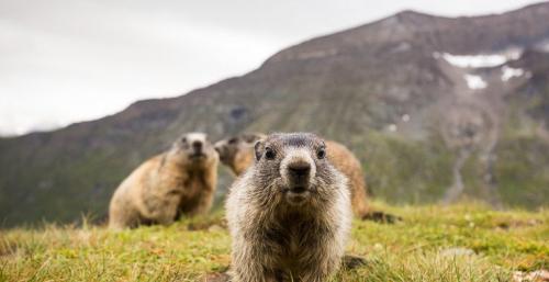 Лесная мышь впадает в спячку. Топ-10 животных, впадающих в спячку