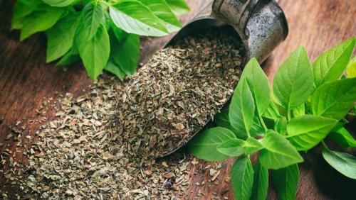 Заготовка базилика на зиму в домашних условиях. Как сохранить базилик на зиму с наименьшими потерями аромата: 3 способа