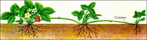 Размножение клубники усами это вегетативное. Воздушными побегами, или усами