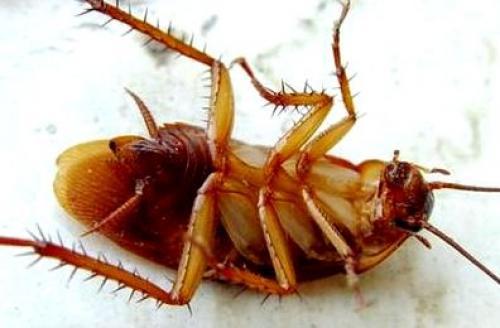 Как вывести тараканов из квартиры навсегда народными средствами. Эффективные средства от тараканов 02