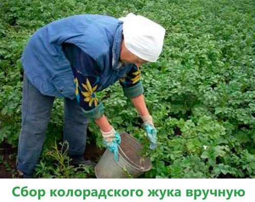 Картофель пикассо сорт. Описание и характеристика сорта картофеля Пикассо, урожайность, отзывы, фото