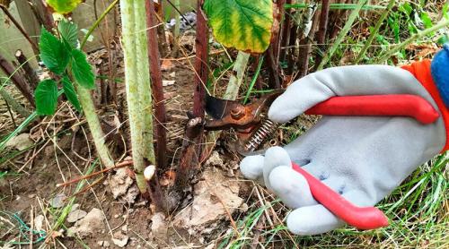 Обрезка обычной малины осенью. Обрезка ремонтантной малины осенью для начинающих: шаги поэтапно