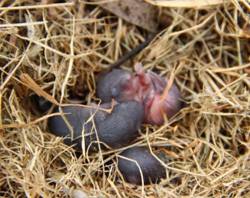 Мышь полевка в домашних условиях. Мышь полевка: питание и размножение вредителя