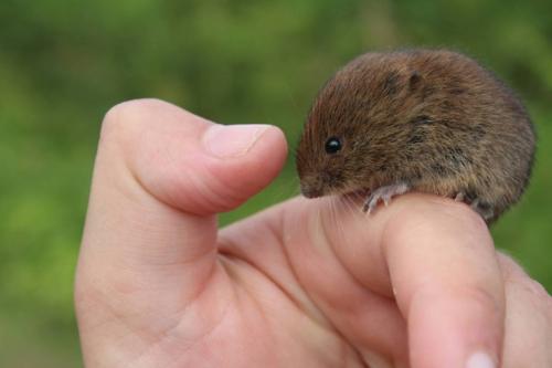 Виды мышей. Мышь: обзор видов, питание и быт, способ жизни мышей (93 фото)