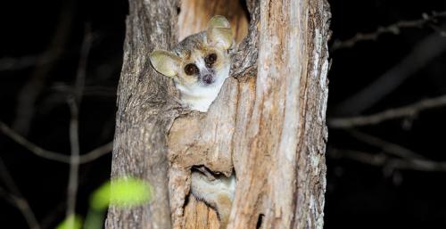 Лесная мышь впадает в спячку. Топ-10 животных, впадающих в спячку