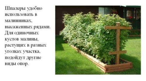 Шпалера для малины из пластиковых труб. Шпалеры для малины своими руками: пошаговая инструкция, как сделать красивое ограждение