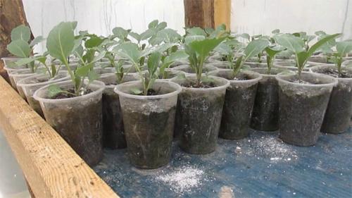 Сроки уборки капусты Мегатон. Описание сорта капусты Мегатон – посадка и уход, фото, отзывы