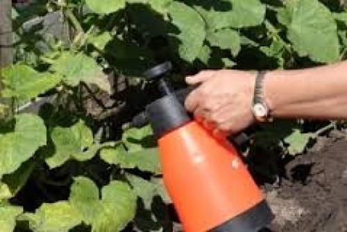 Борная кислота спиртовой раствор. Борный спирт и борная кислота – в чем различие? 09