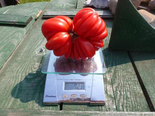 Лотарингская красавица томат. Томат Лотарингская красавица фото 02