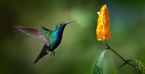 Лесная мышь впадает в спячку. Топ-10 животных, впадающих в спячку